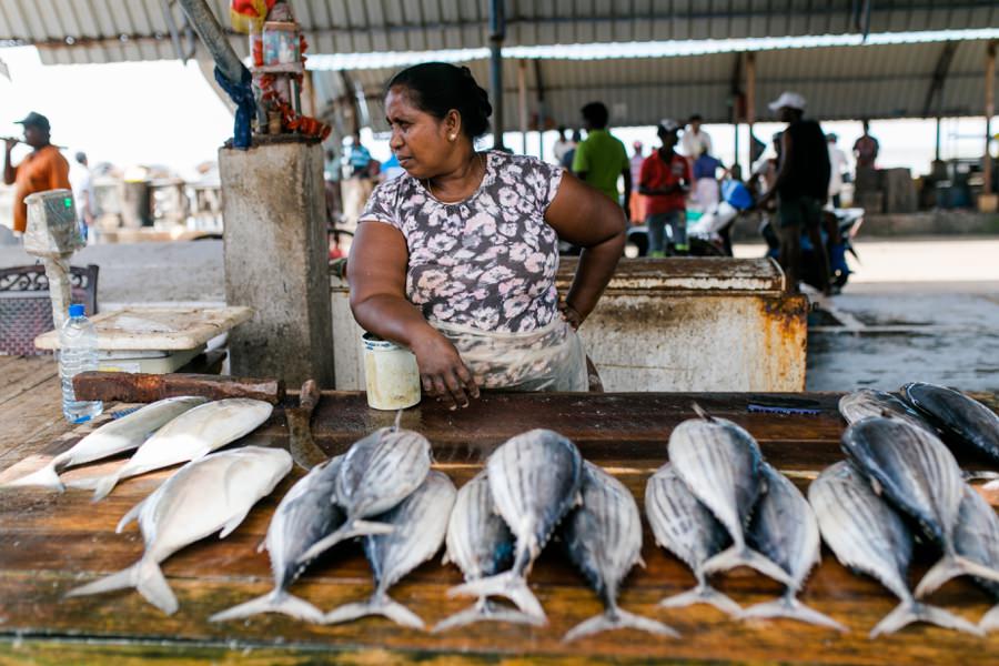 Fischmarkt in Negombo - Sri Lanka Reisebericht