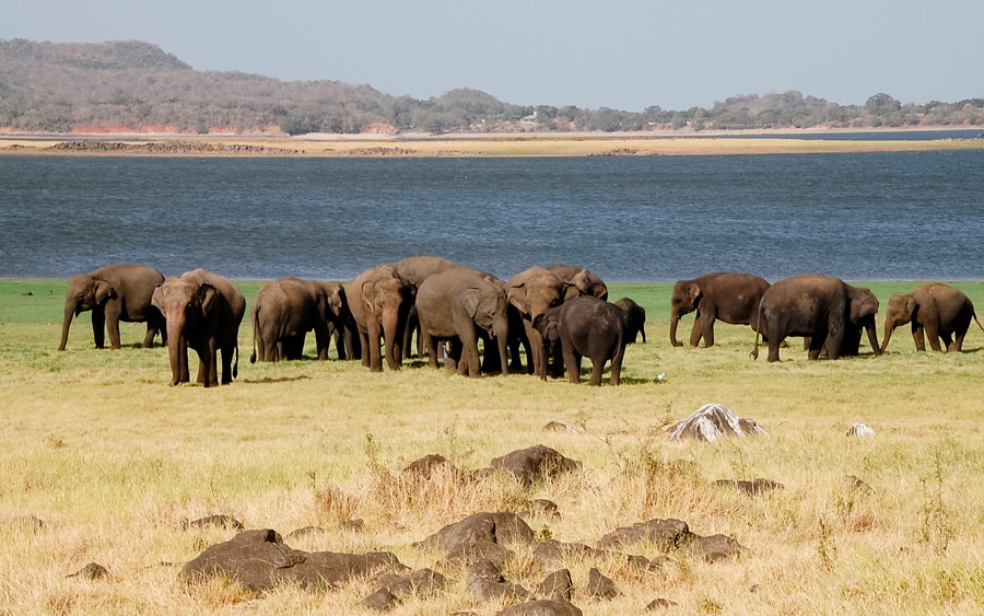 Elefantensafari im Minneriya Nationalpark - Sri Lanka Reisebericht