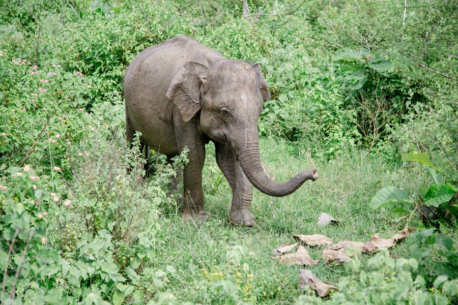 Safari im Udawalawe National Park - Sri Lanka Reisebericht