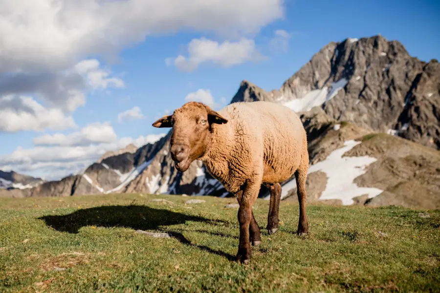 Neugieriges Schaf mit Acherkogel im Hintergrund